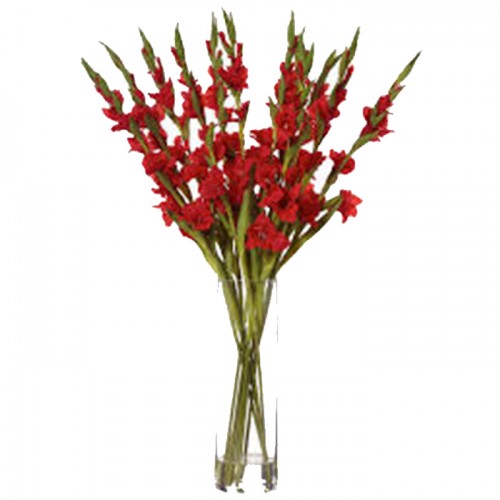 Red Gladiolus Flowers in Vase gift